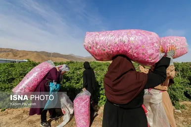 برداشت گل محمدی در کاشان