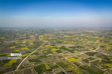 عکس‌هایی از مزارع کلزا