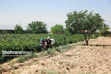 گزارش تصویری | برداشت گل محمدی از روستای فرخد «قمصر خراسان»