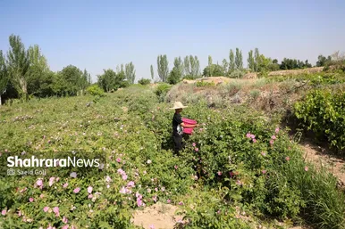 گزارش تصویری | برداشت گل محمدی در روستای فرخد
