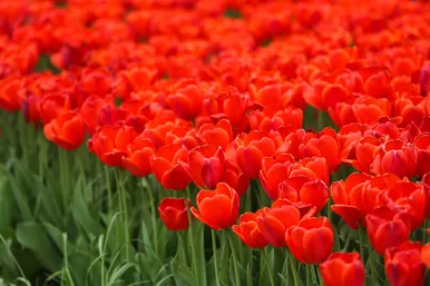 رویش لاله های بهاری در مشهد