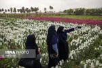 مزرعه گل شب‌بو در شهرستان حمیدیه