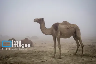 ایران زیباست | روستای «سهیلی» جزیره قشم ثبت جهانی شد
