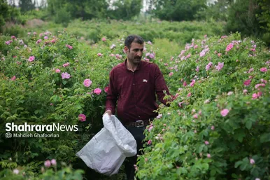برداشت گل محمدی در روستای فرخد در نزدیکی مشهد