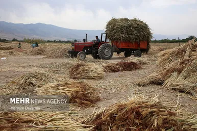 گزارش تصویری | جاروبافی در روستای ملاحسن
