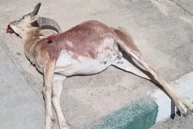 کشف لاشه قوچ وحشی شکارشده در شاهرود