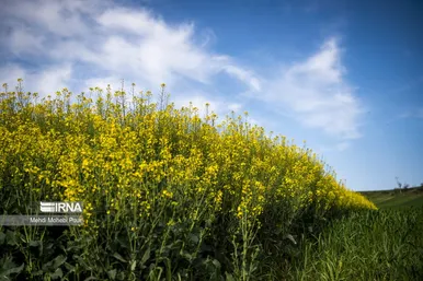 عکس‌هایی از مزارع کلزا