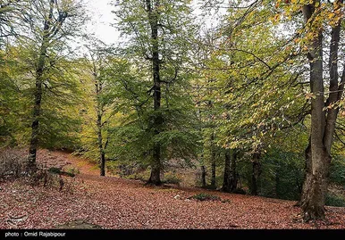 ایران زیباست؛ طبیعت پاییزی - گیلان