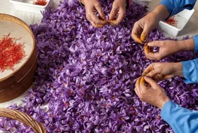 افغانستانی&zwnj;ها زعفران ایرانی را به نام خود به دنیا صادر می&zwnj;کنند | بازارسازی ایران برای کشور&zwnj;های دیگر
