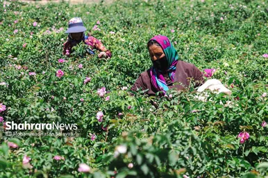 گزارش تصویری | برداشت گل محمدی از روستای فرخد «قمصر خراسان»