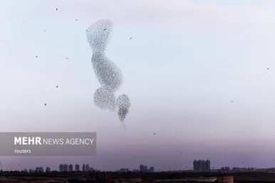 پرواز شگفت انگیز سارها