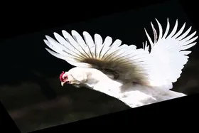 مرغی که بال پریدن ندارد، اما قیمتش در آسمان&zwnj;هاست!