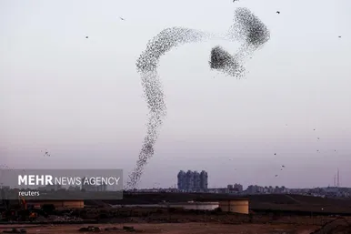 پرواز شگفت انگیز سارها