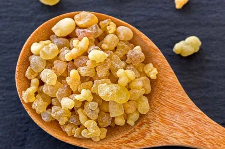 تاثیر گیاه کندر بر کبد و کلیه