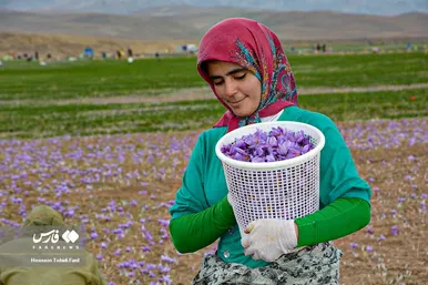 ایران زیباست | برداشت طلای سرخ در خراسان جنوبی