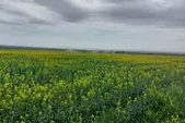 شهروند خبرنگار | نمایی از مرزعه کلزا در نیشابور