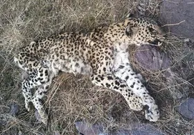 مرگ دومین پلنگ ایرانی بر اثر حادثه در یک ماه اخیر (۱۷ فروردین ۱۴۰۲)