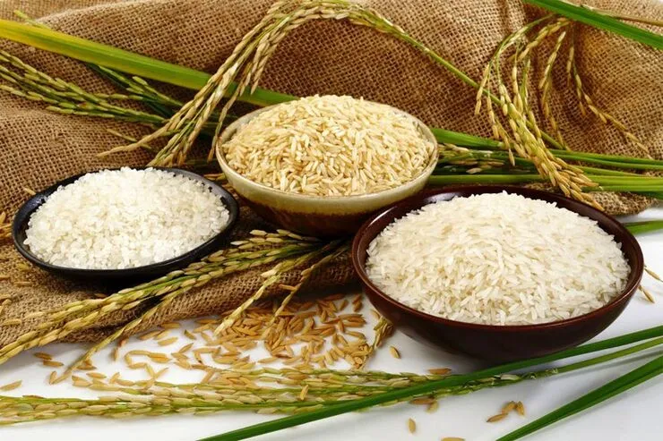 برنج‌کاران دیگر تمایلی به فروش محصول با هر قیمتی ندارند