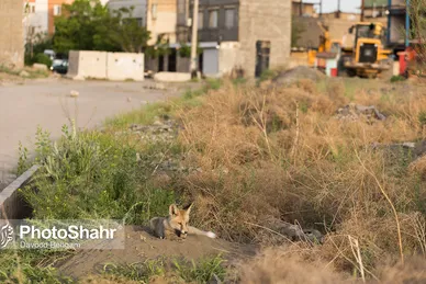 همزیستی با روباه‌ها