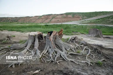 گزارش تصویری | قطع گسترده درختان روستای «اسکان» - شازند