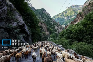 گزارش تصویری | «جاده چالوس» گذرگاه بهاری عشایر