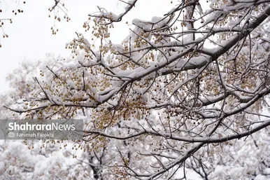 گزارش تصویری | بارش زیبای برف در مشهد