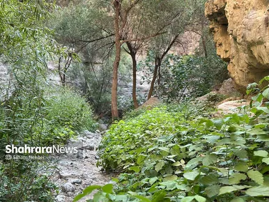 گزارش تصویری | طبیعت تابستانی دره شمخال