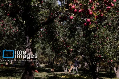 گزارش تصویری | دوازدهمین جشنواره سیب مراغه