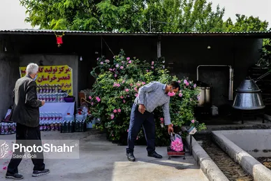 برداشت گل محمدی در روستای فرخد