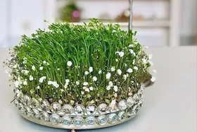 علت کپک&zwnj;زدن سبزه عید + راه&zwnj;های جلوگیری