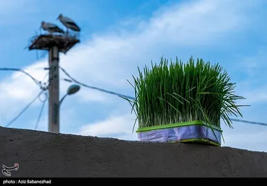 ایران زیباست | همزیستی لک لک‌ها در روستای کپر جودکی بروجرد با مردم روستا
