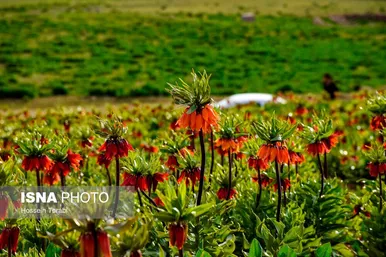 ایران زیباست | دشت لاله‌های واژگون کوهرنگ