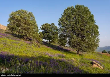ایران زیباست | دشت گل‌های بنفش در شهرستان خرم آباد