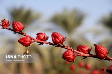 ایران زیباست | برداشت چای ترش در شهرستان کارون