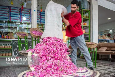 گزارش تصویری | برداشت گل محمدی و تهیه گلاب به یاد دانش‌آموزان شهید میناب - میمند