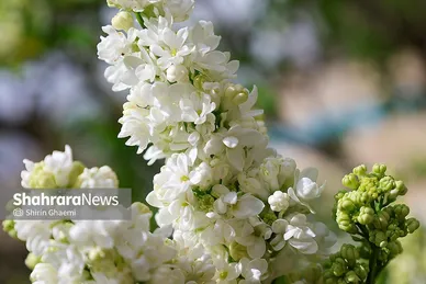 گزارش تصویری | باغ گلهای مشهد میزبان بازدید کننده گان نوروزی