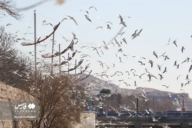 مرغان دریایی سیبری؛ میهمان زمستانی شیرازی‌ها