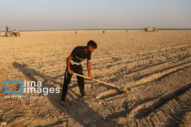 گزارش تصویری | کشت نیشکر در خوزستان