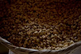 خشکسالی بی&zwnj;سابقه در برزیل و تاثیر آن بر افزایش قیمت قهوه + عکس