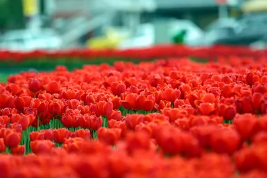 رویش لاله های بهاری در مشهد