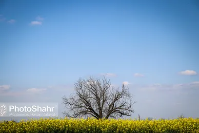مزارع زرد کلزا