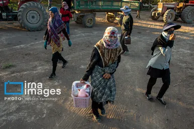 گزارش تصویری | باغ پسته «زرندیه»