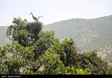 ایران زیباست | لک لک های دشت بیلو - کردستان