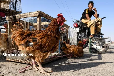 عکس‌هایی از جمعه‌بازار پرنده‌فروشان در شمال شرق مشهد