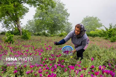 ایران زیباست | برداشت گل‌گاوزبان در روستای «آغوزبن» کندسر