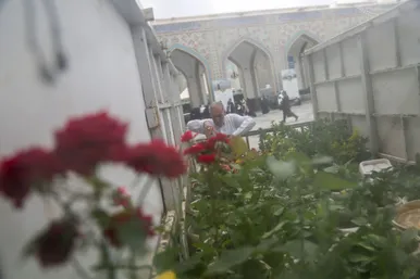 گل آرایی حرم مطهر رضوی در دهه کرامت 
