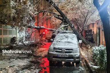 گزارش تصویری | شکستگی درختان در مشهد بر اثر بارش برف