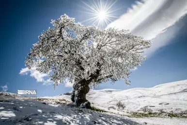 ایران زیباست | گلستان برفی