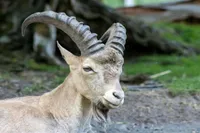 ویدئو| دوندگی عجیب بز کوهی روی صخره عمودی