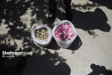 گزارش تصویری | جشن گل‌های محمدی روستای فرخد خراسان رضوی
